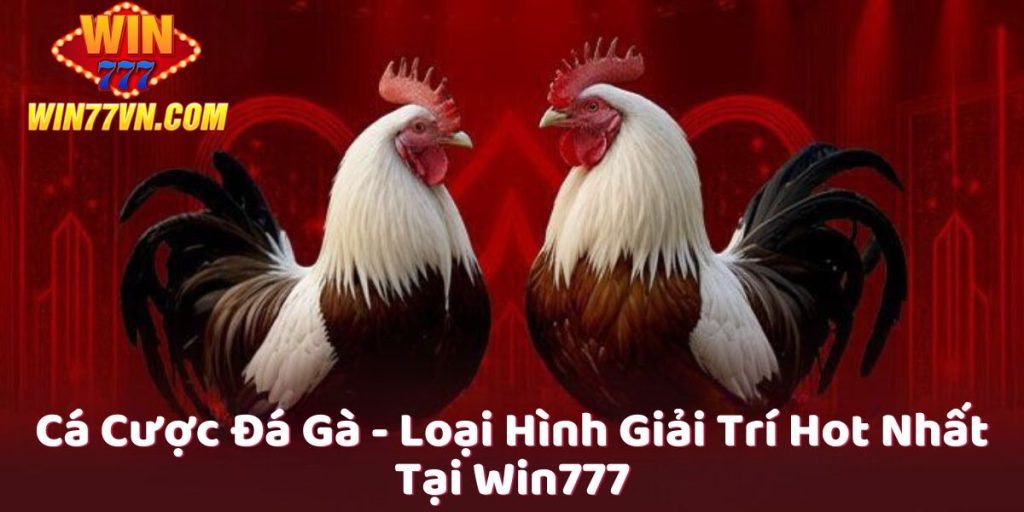 Cá cược đá gà win777